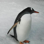 Kelly Tarlton's Penguin and Sea Encounters