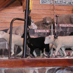 Agrodome, New Zealand