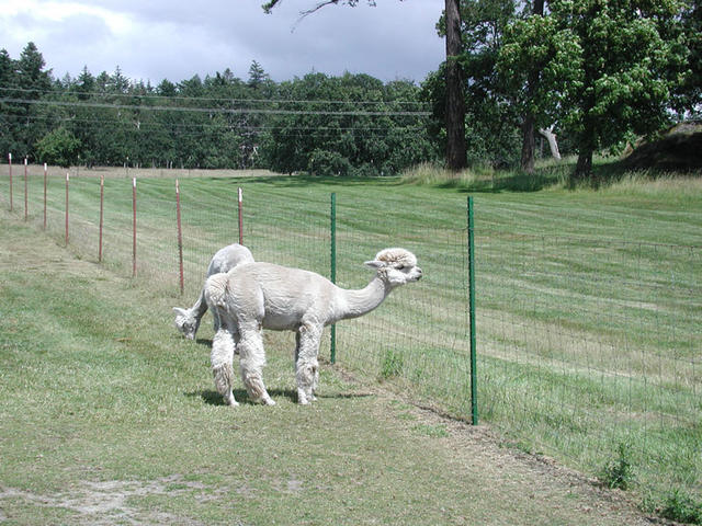 Alpaca