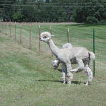 Shorn Alpaca