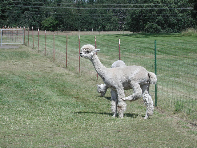 Shorn Alpaca