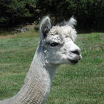 Someone was recently shorn