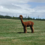 Alpacas look silly