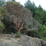 Windswept tree