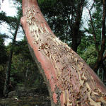 Weathered Tree