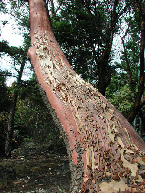 Weathered Tree