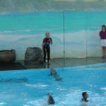 trainer and dolphin dance