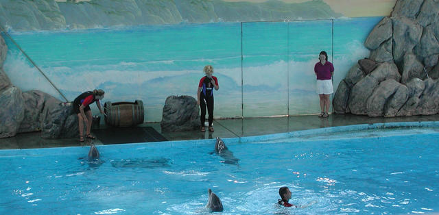 trainer and dolphin dance