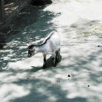 It's a pygmy... I think. not a goat.