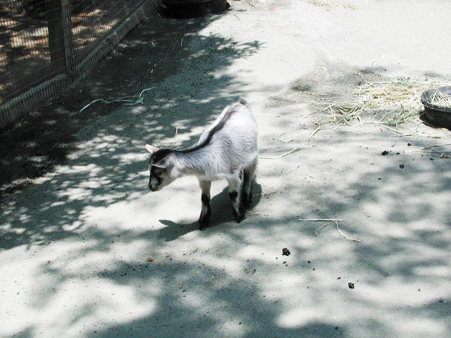 It's a pygmy... I think. not a goat.