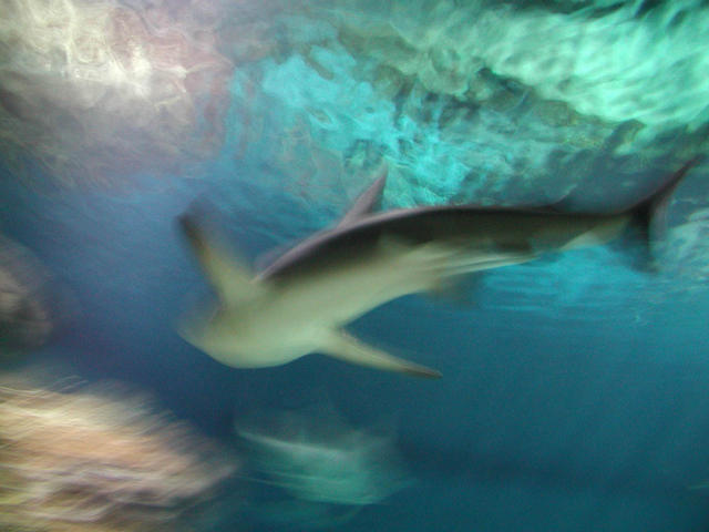 fuzzy shark.