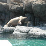 walrus.  It's really big.