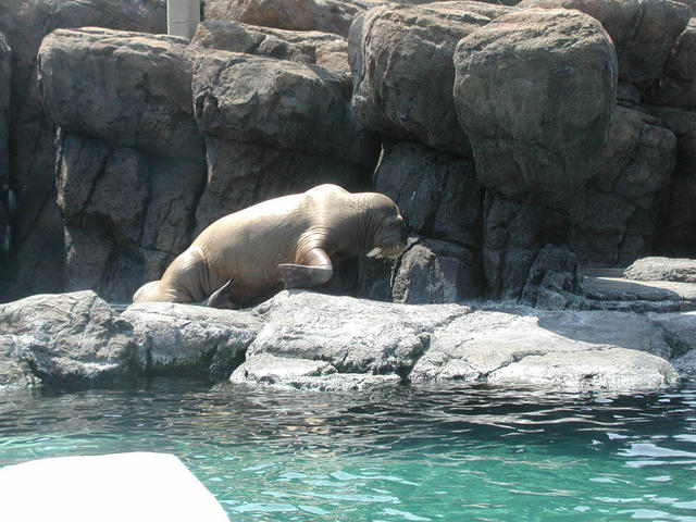 walrus.  It's really big.